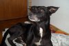 perrito_enc_ld3r.jpg perrito_enc_ld3r.jpg