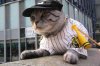 cat-baseball-player.jpg