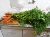 DSCN4442 bunches of carrot with tops for pesto.JPG