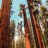 Sequoia1321